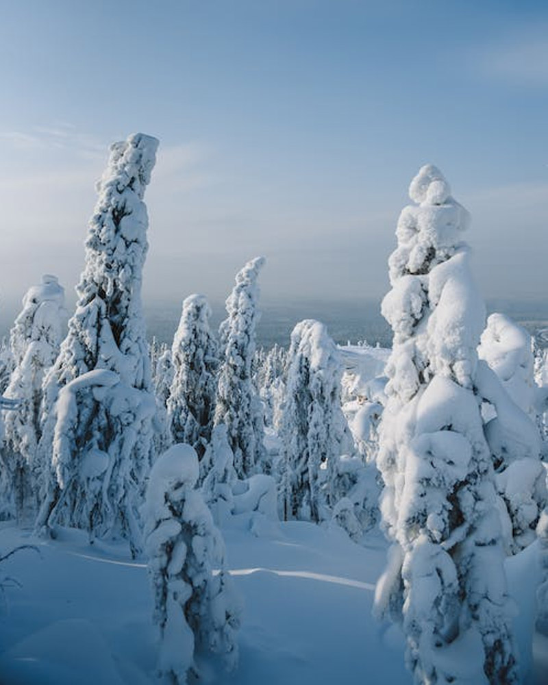 Winter Tree