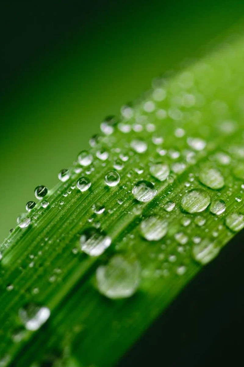 Green Wallpaper